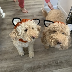 Fundraising Page: Julie Virta